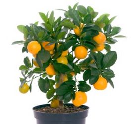 Le calamondin