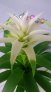 guzmania.1