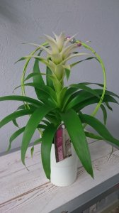 guzmania