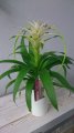 guzmania