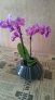 orchidee.1