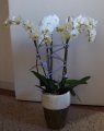 phalaenopsis