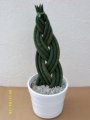 plante-sanseveria